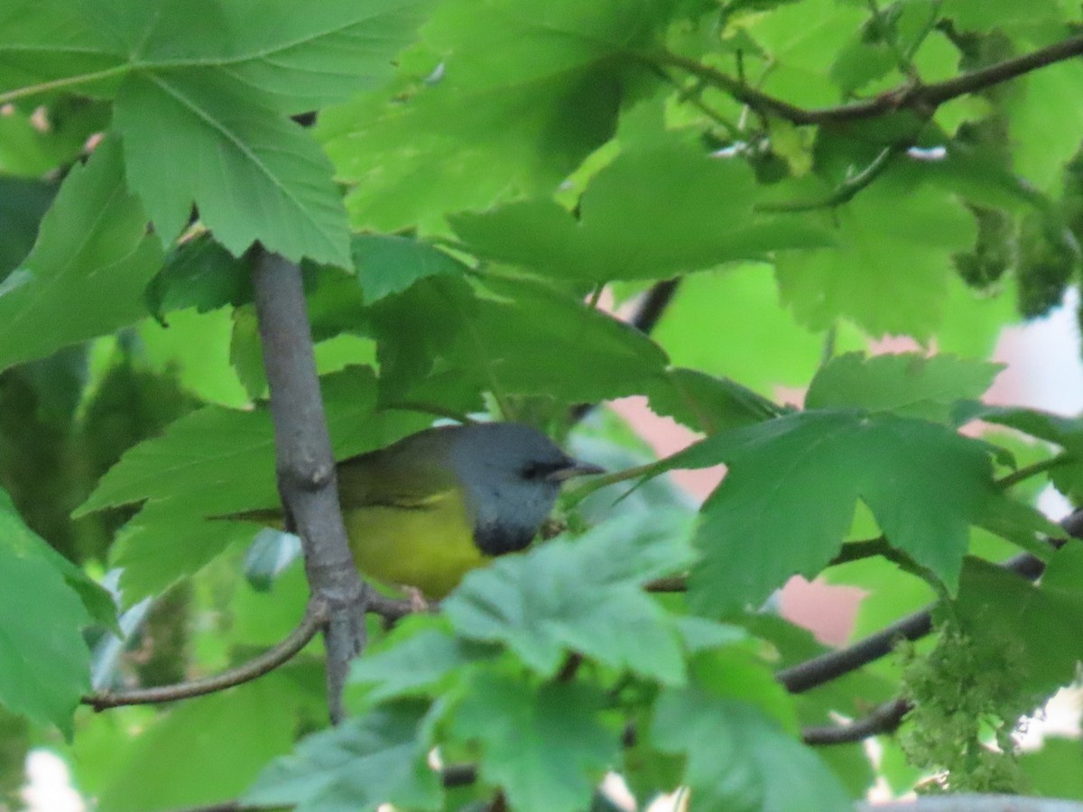 Mourning Warbler - ML618384012