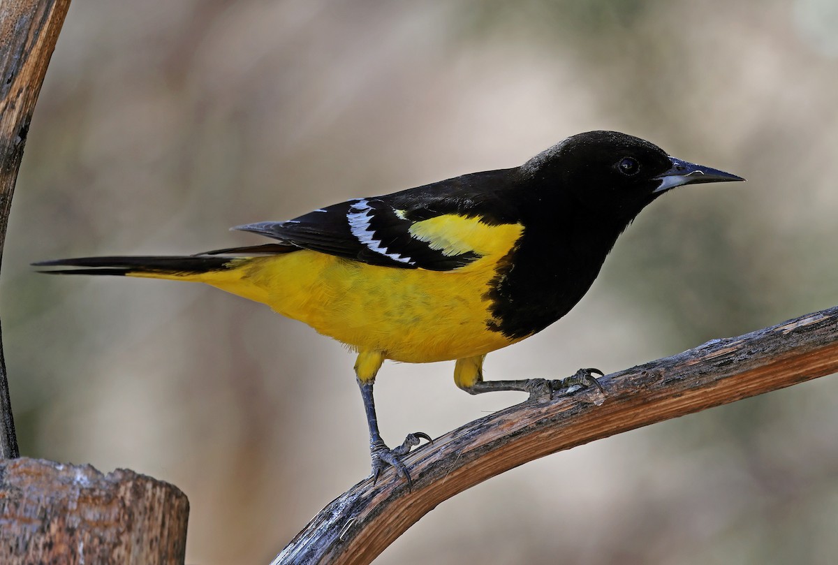 Scott's Oriole - Ad Konings