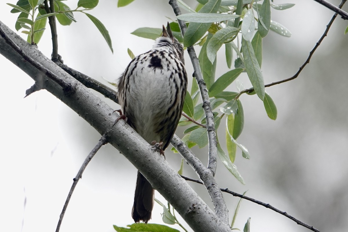 Song Sparrow - ML618384027