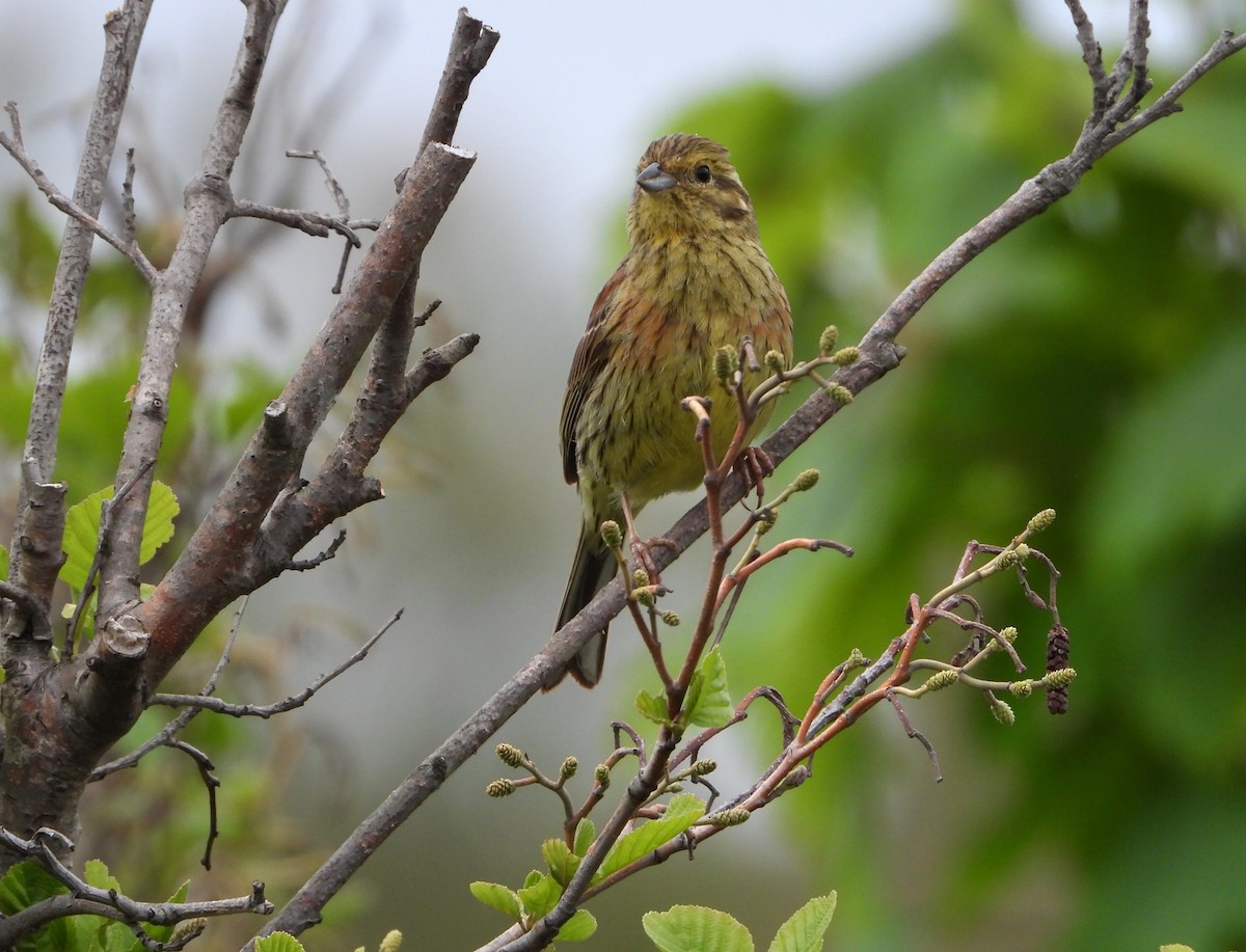 Cirl Bunting - ML618384053