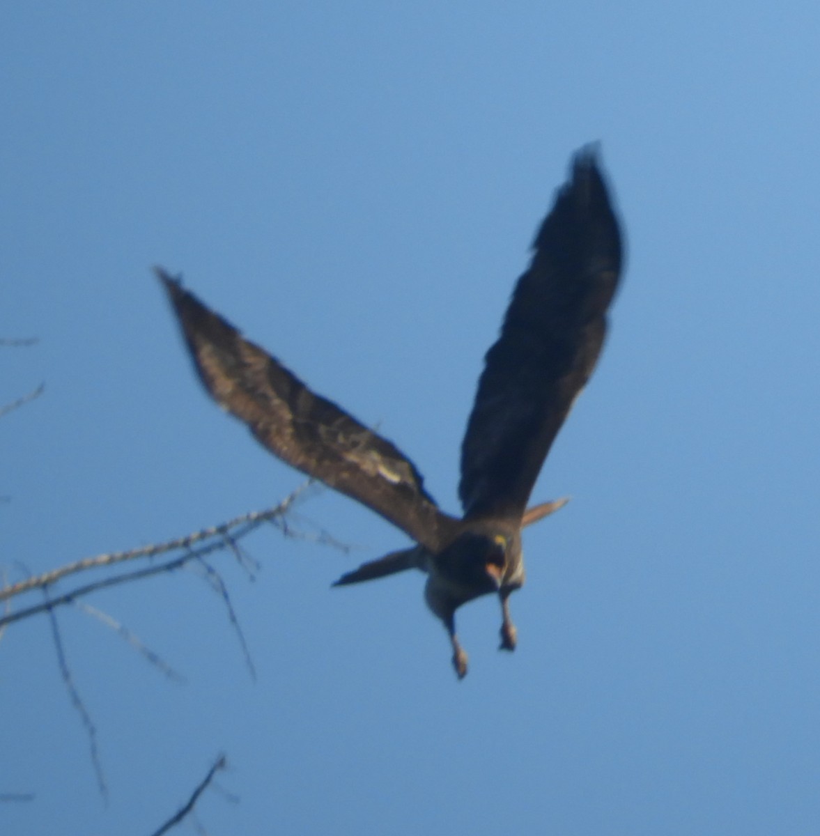 Red-tailed Hawk - ML618384081