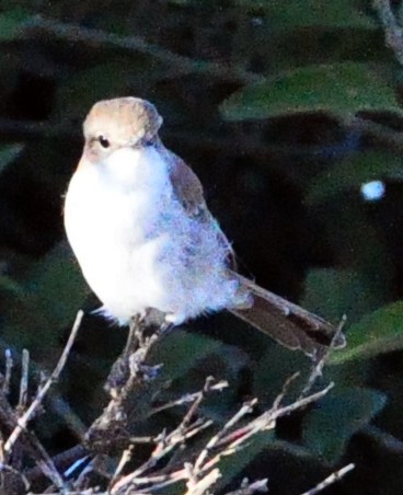 Marico Flycatcher - Anonymous