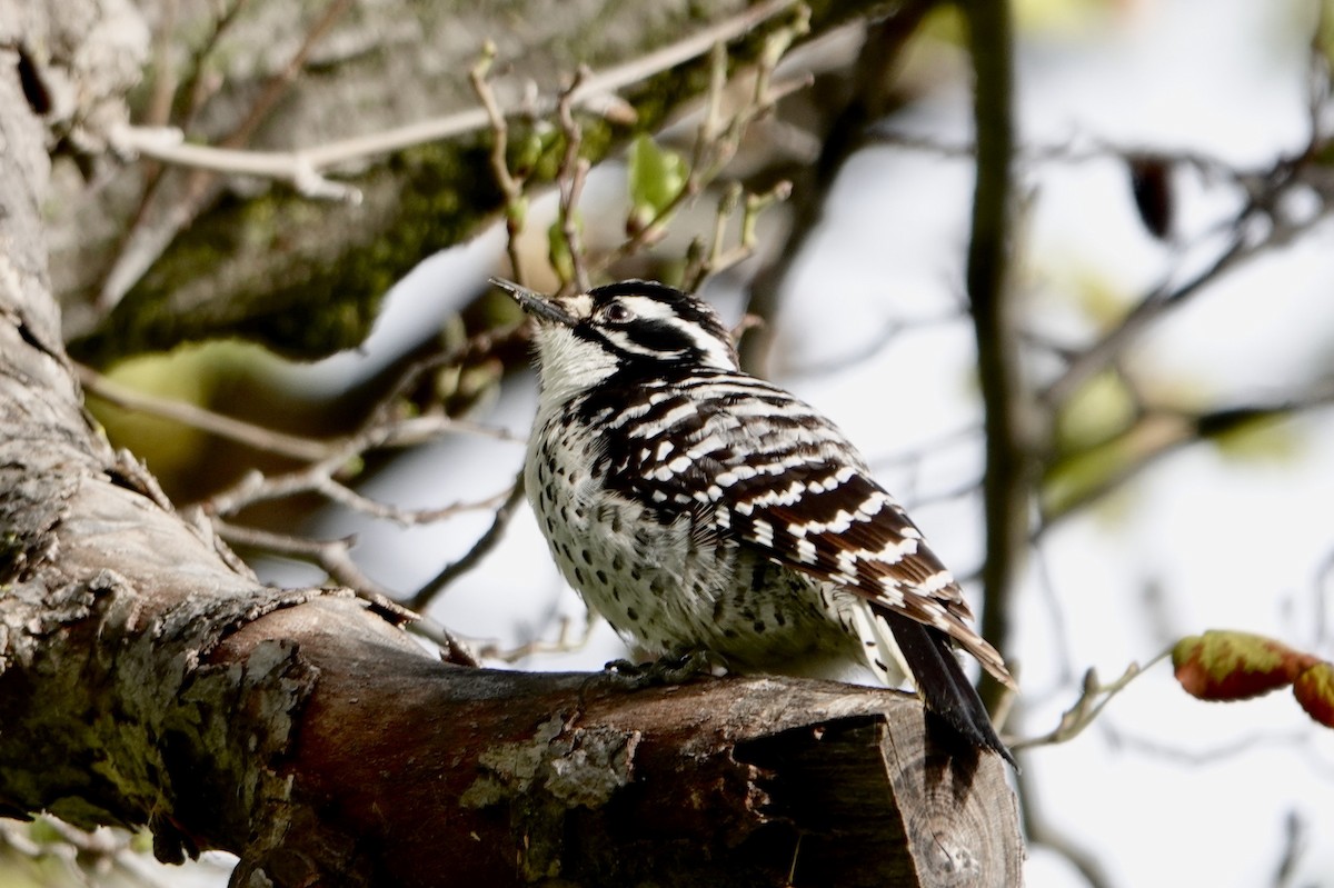 Nuttall's Woodpecker - ML618384091