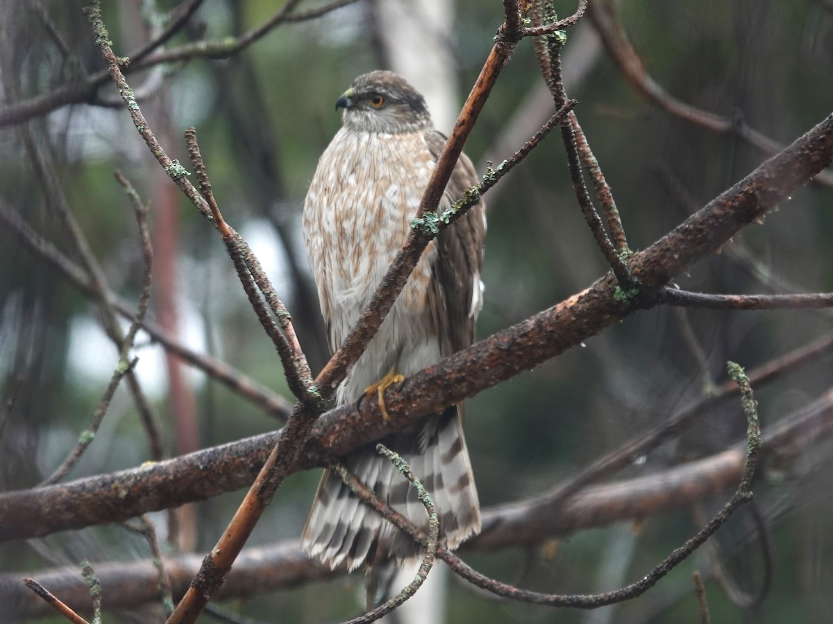 Sharp-shinned Hawk - ML618384104