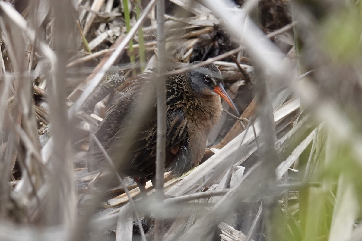 Virginia Rail - Kevin F Murphy