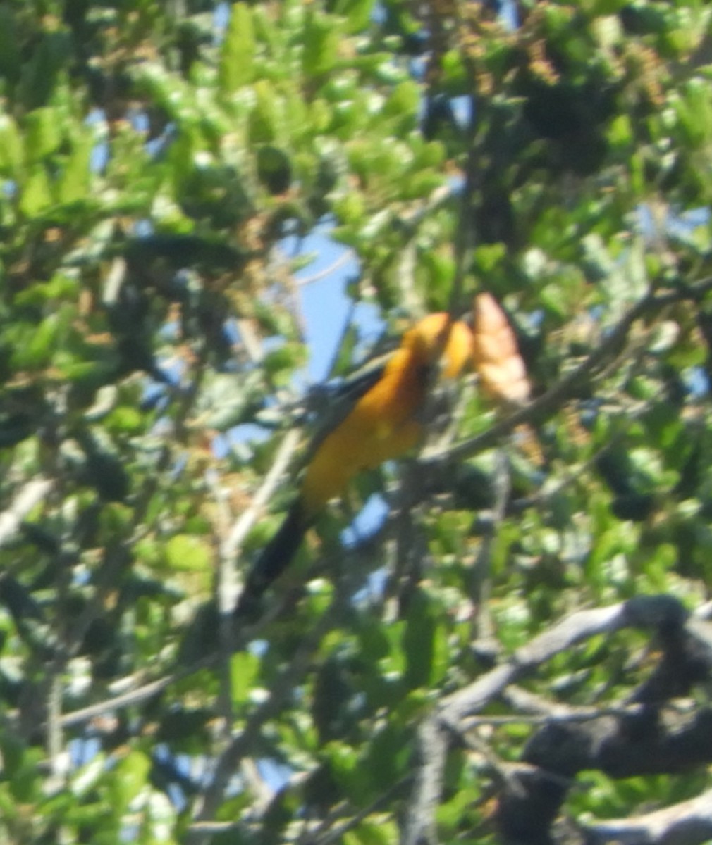 Hooded Oriole - Gregory Zbitnew