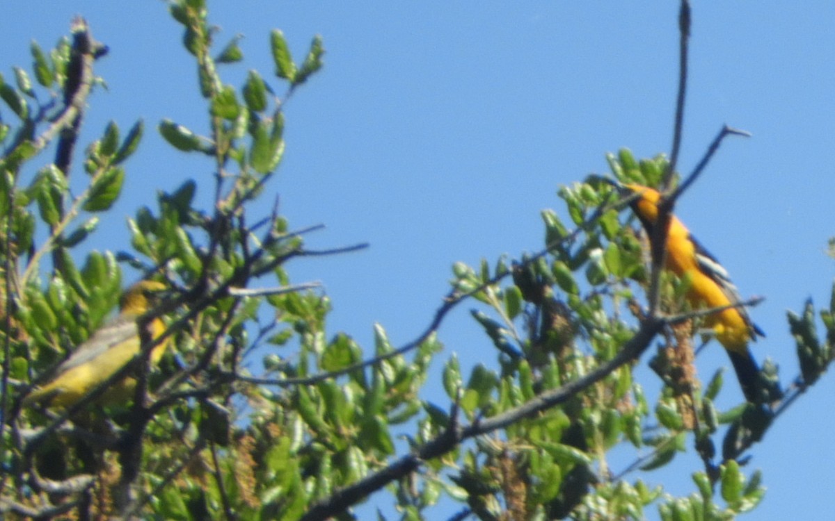 Hooded Oriole - ML618384205