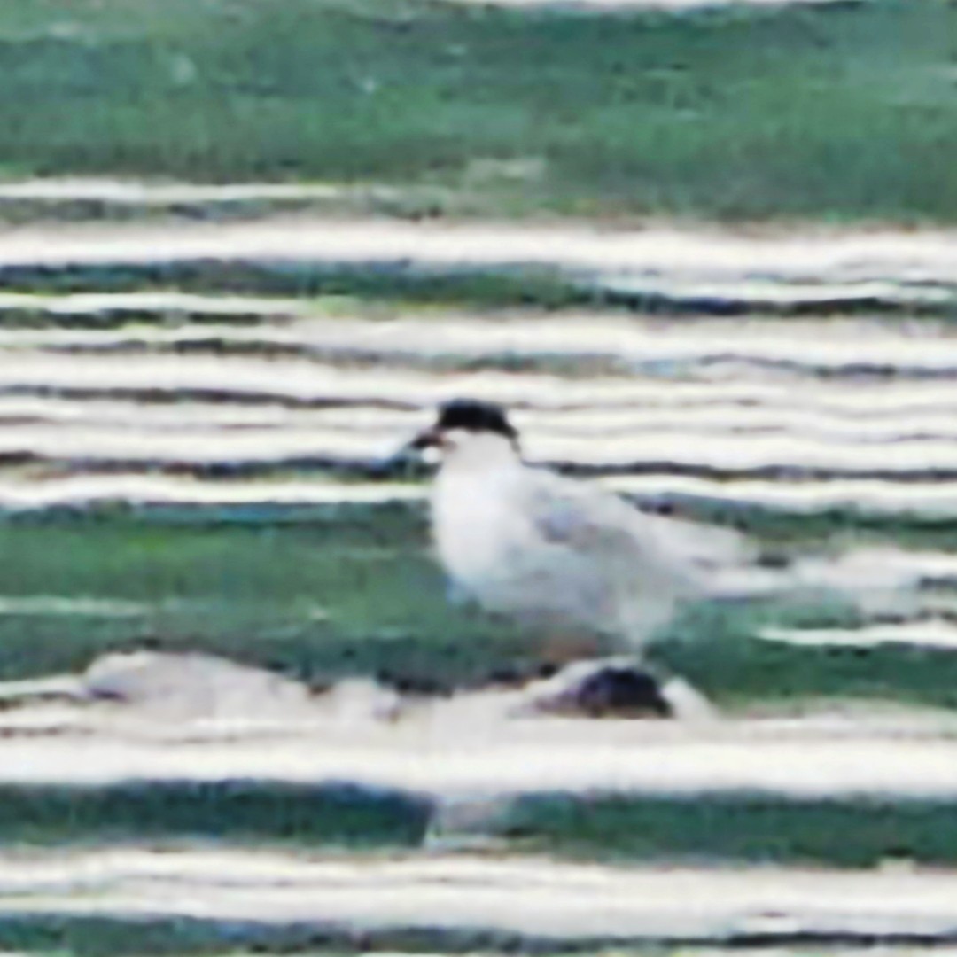 Forster's Tern - ML618384206