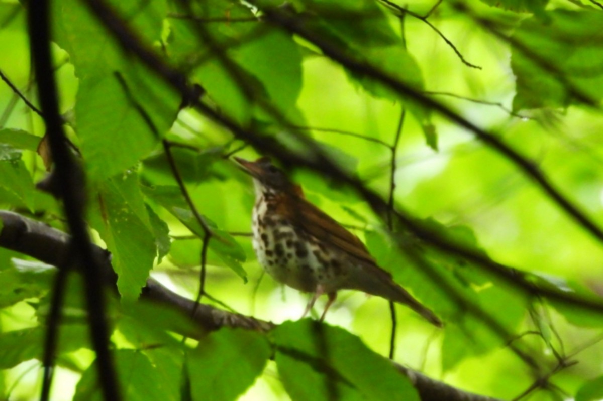 Wood Thrush - ML618384233