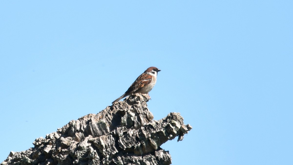 Eurasian Tree Sparrow - Carl Winstead