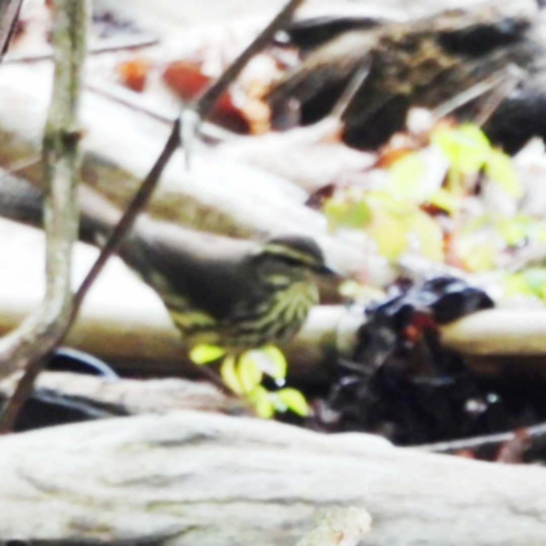 Northern Waterthrush - ML618384250