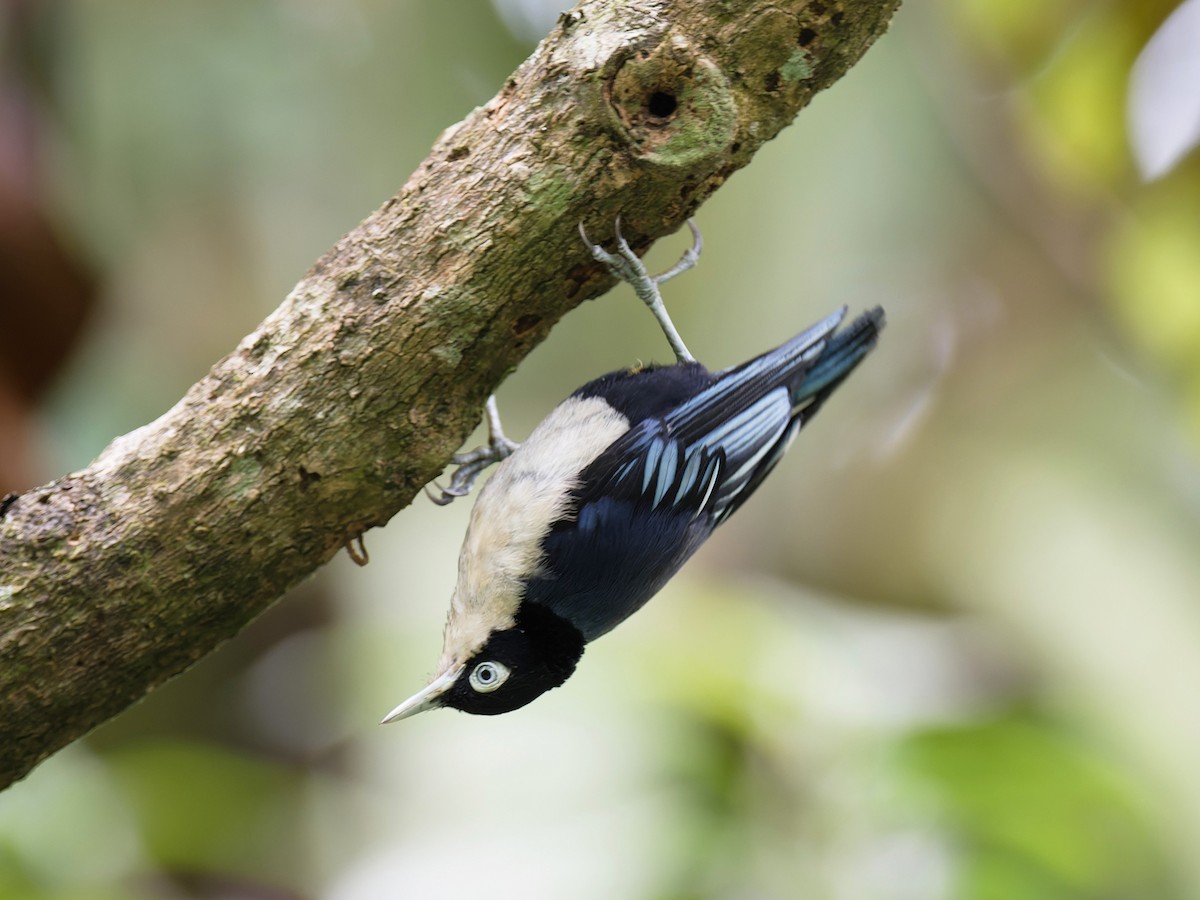 Blue Nuthatch - ML618384280