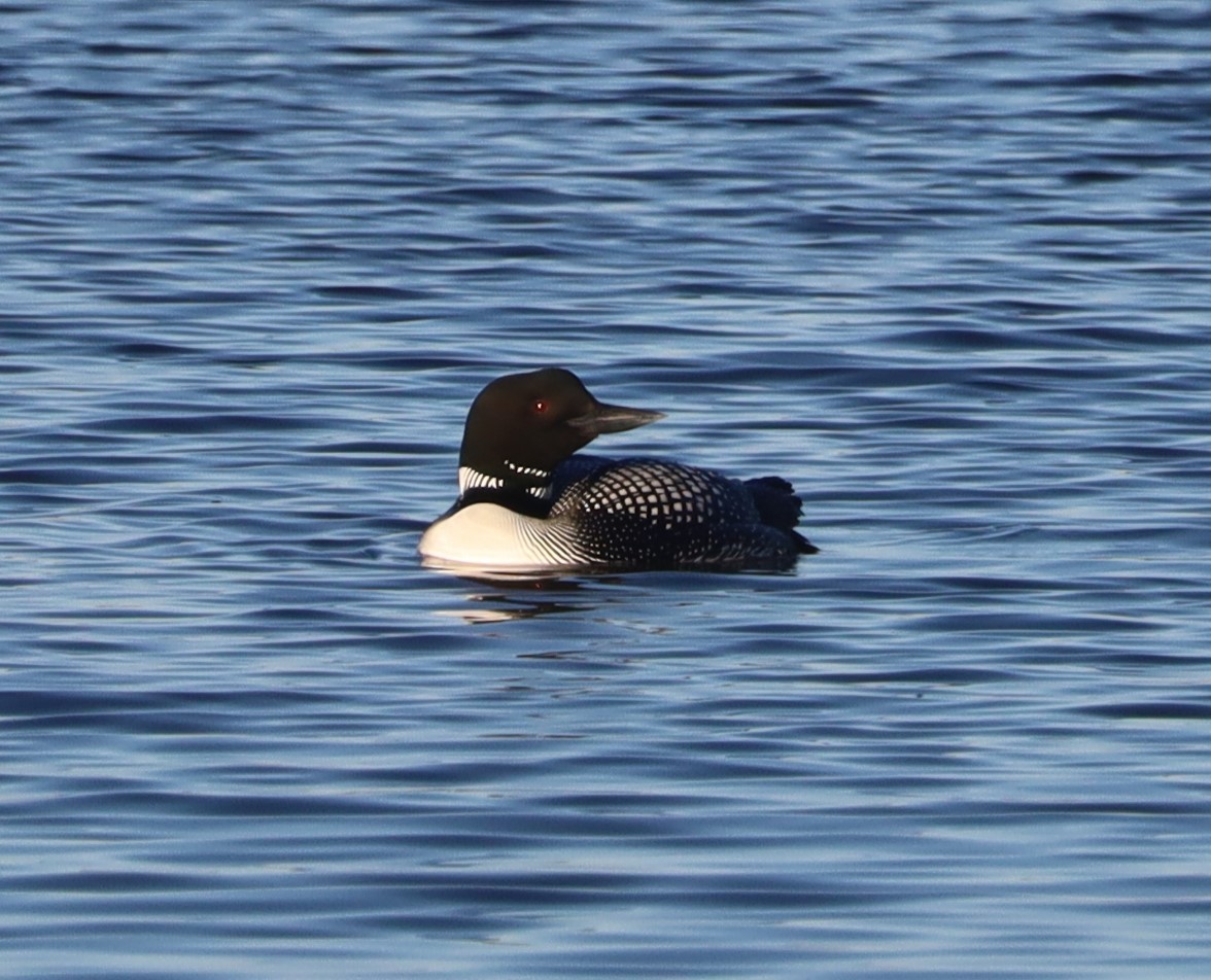 Common Loon - Randal Newton