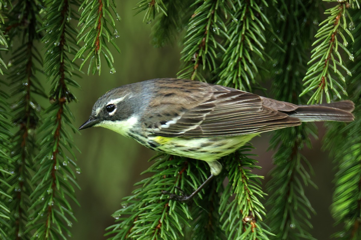 Yellow-rumped Warbler - Doug Hommert