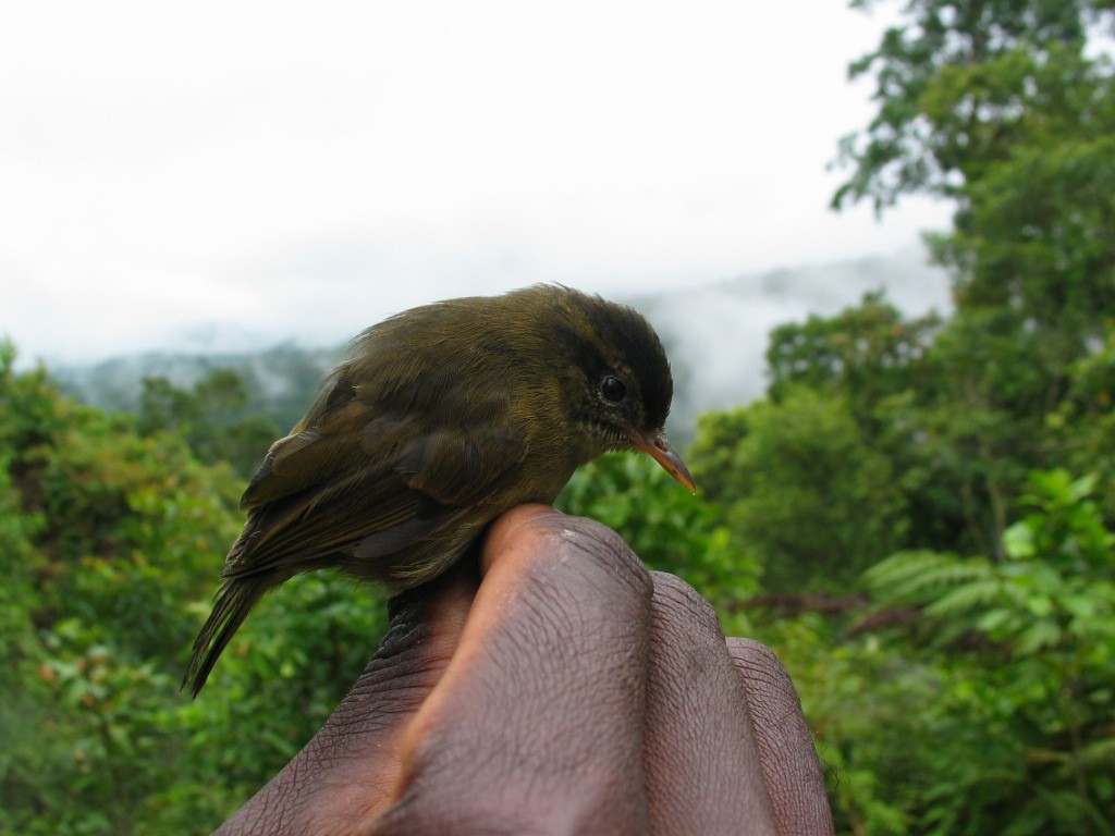 Kolombangara Leaf Warbler - ML618384302