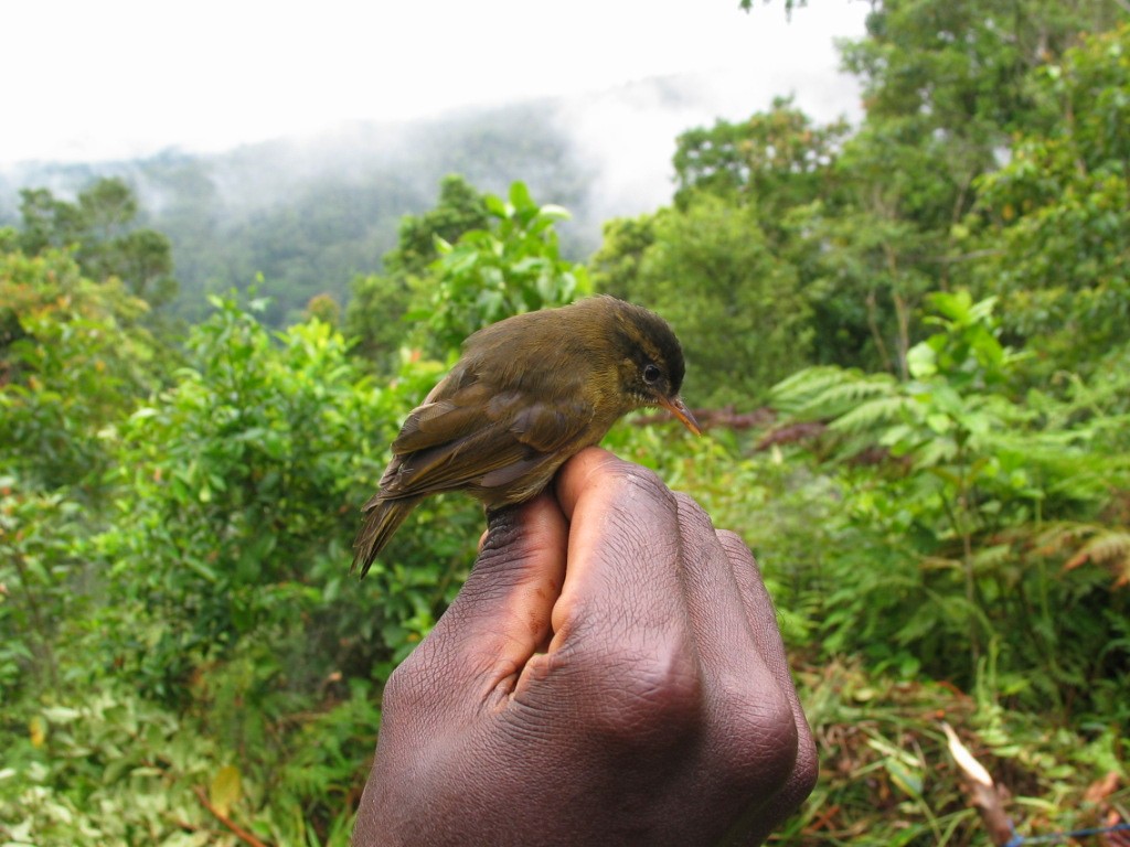 Kolombangara Leaf Warbler - ML618384303