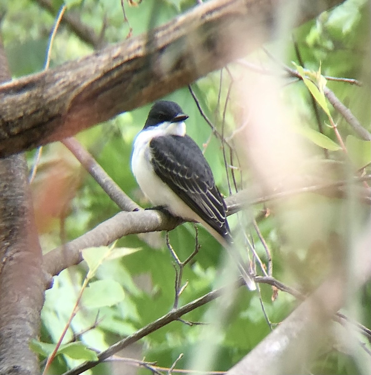 Eastern Kingbird - KZ F