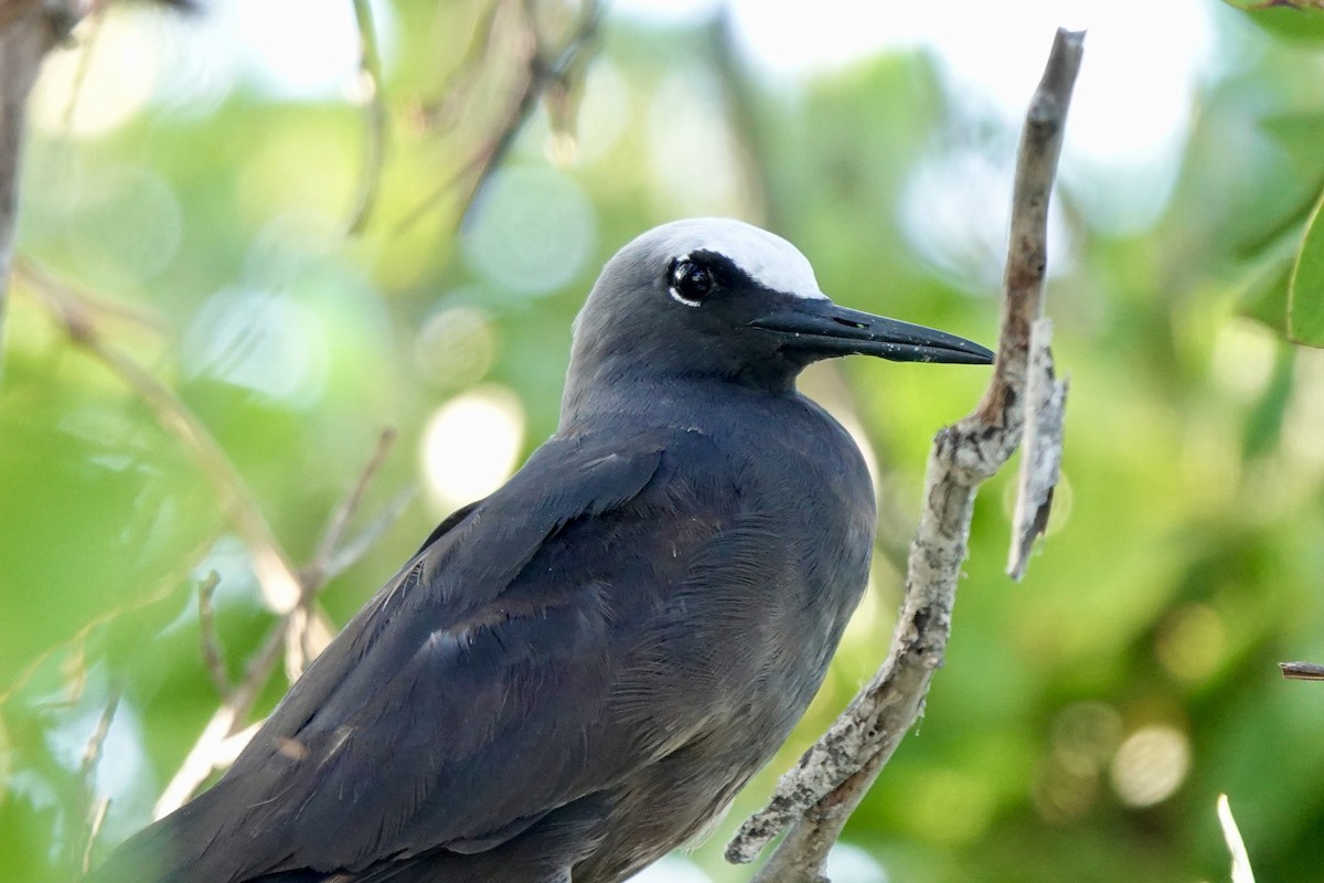 Tiñosa Menuda (americanus) - ML618384363