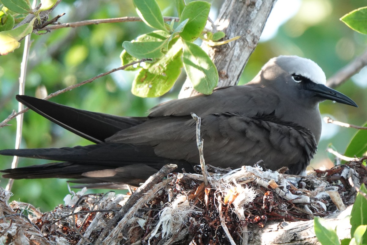 Brown Noddy - ML618384384