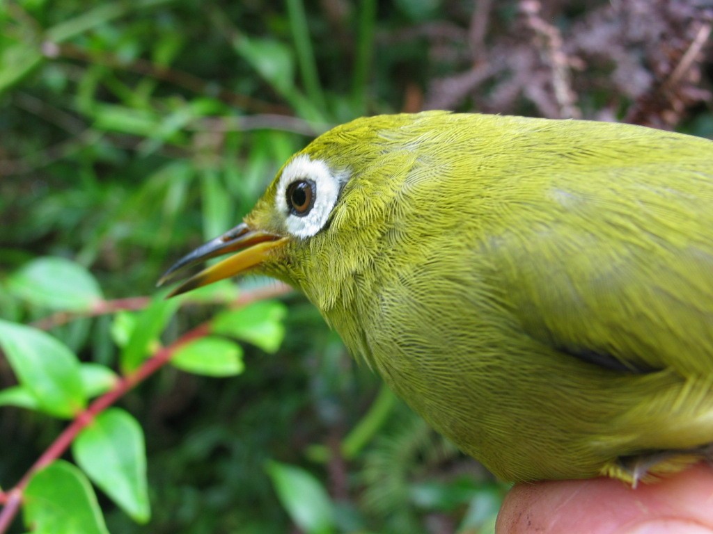 Kolombangara-Brillenvogel - ML618384392