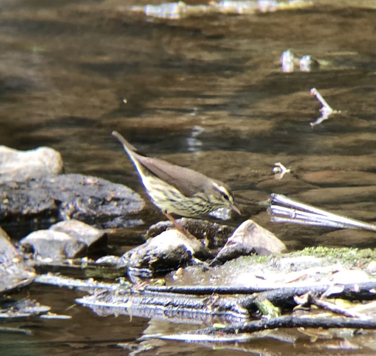 Northern Waterthrush - KZ F