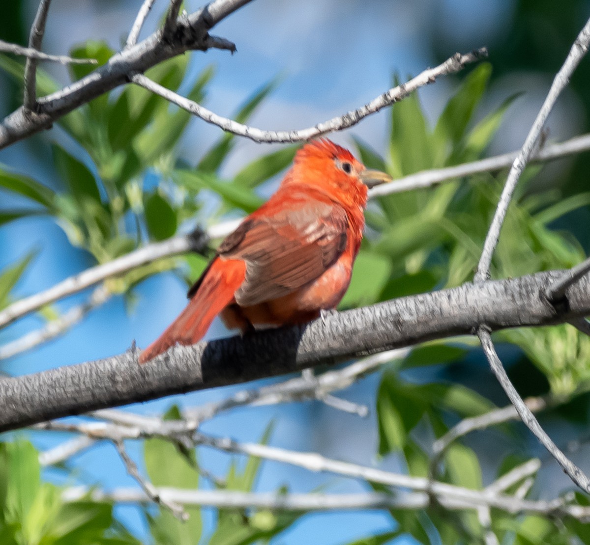 Piranga Roja - ML618384419