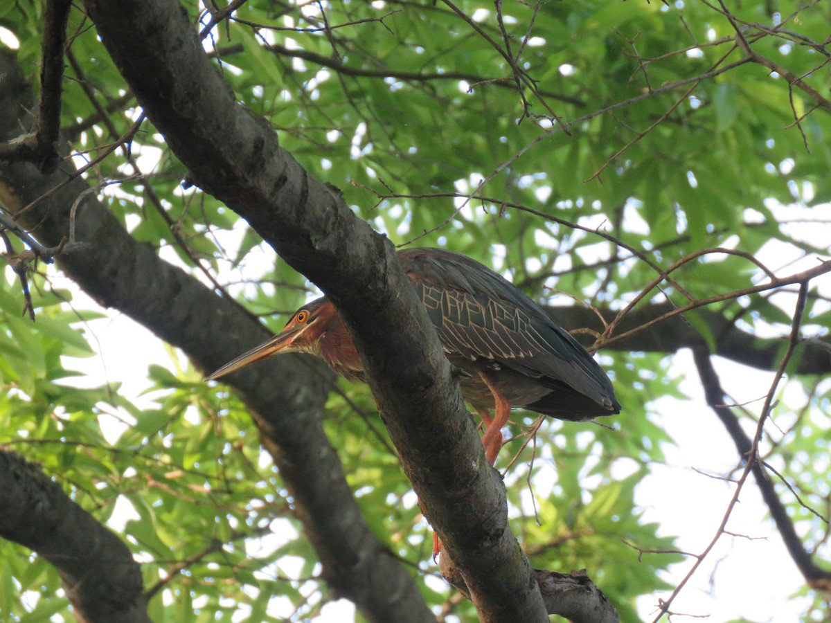 Green Heron - Keith Jahoda