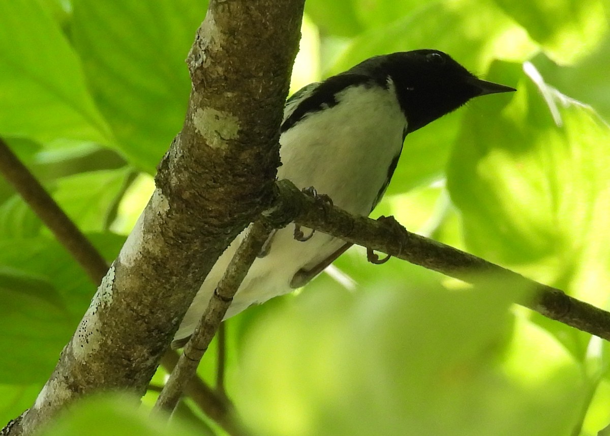 Black-throated Blue Warbler - ML618384494