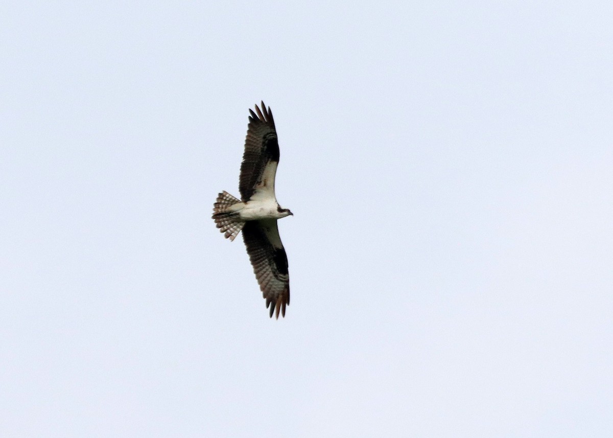 Osprey - Bruce Arnold