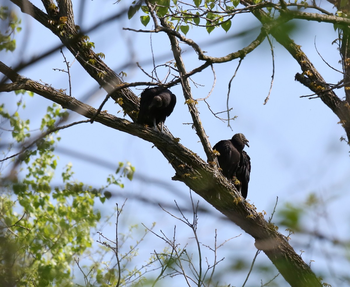 Black Vulture - Ron Sempier