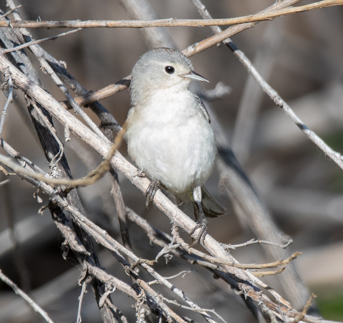 Lucy's Warbler - Debra Miyamoto