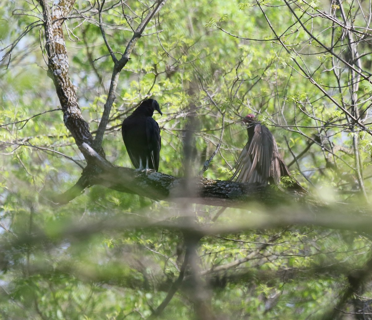 Black Vulture - Ron Sempier