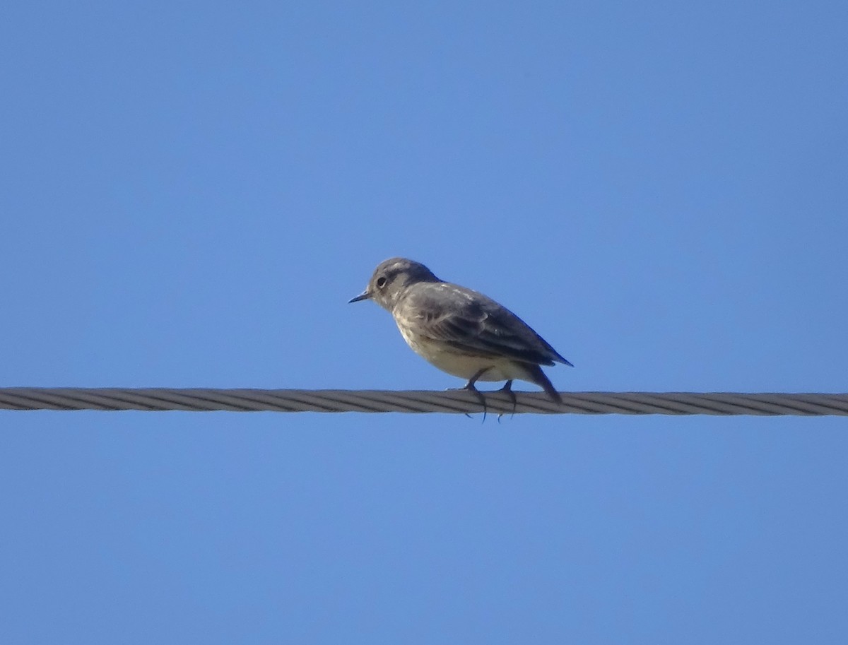 American Pipit - ML618384544