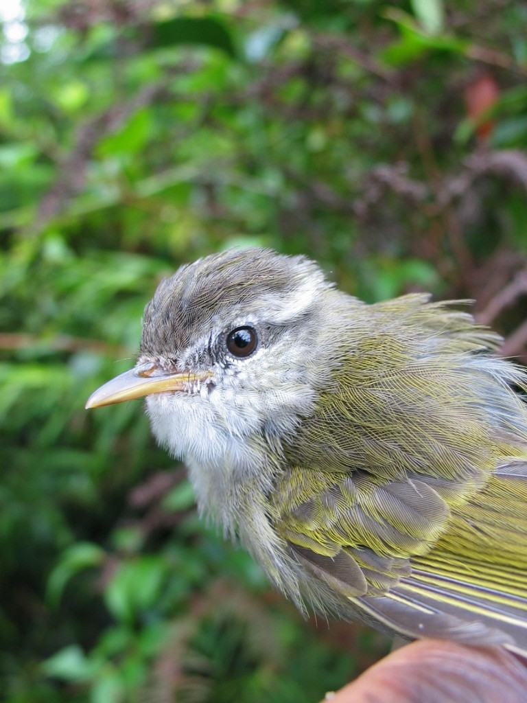 Mosquitero Isleño - ML618384552