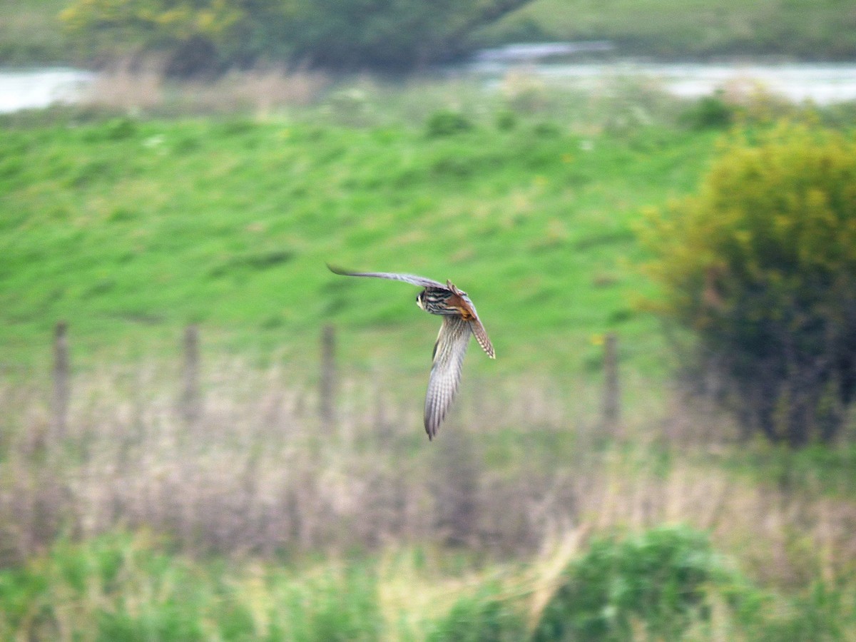 Eurasian Hobby - Alan Whitehead