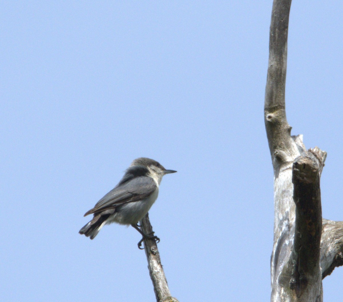 Pygmy Nuthatch - ML618384568