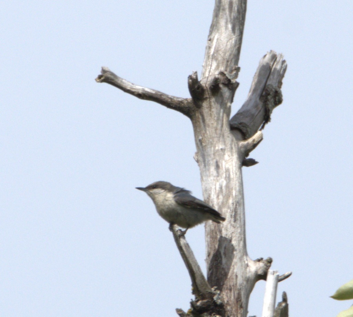 Pygmy Nuthatch - ML618384569