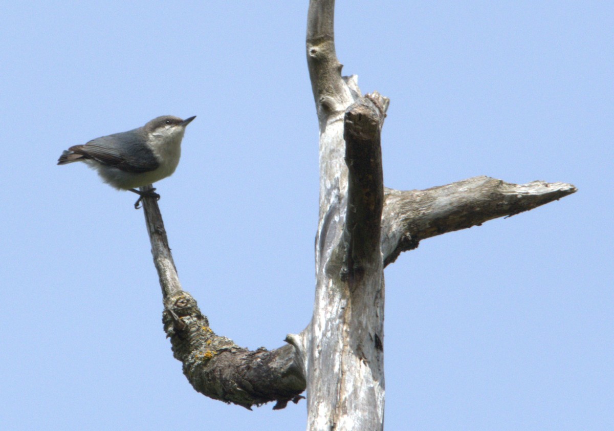 Pygmy Nuthatch - ML618384570