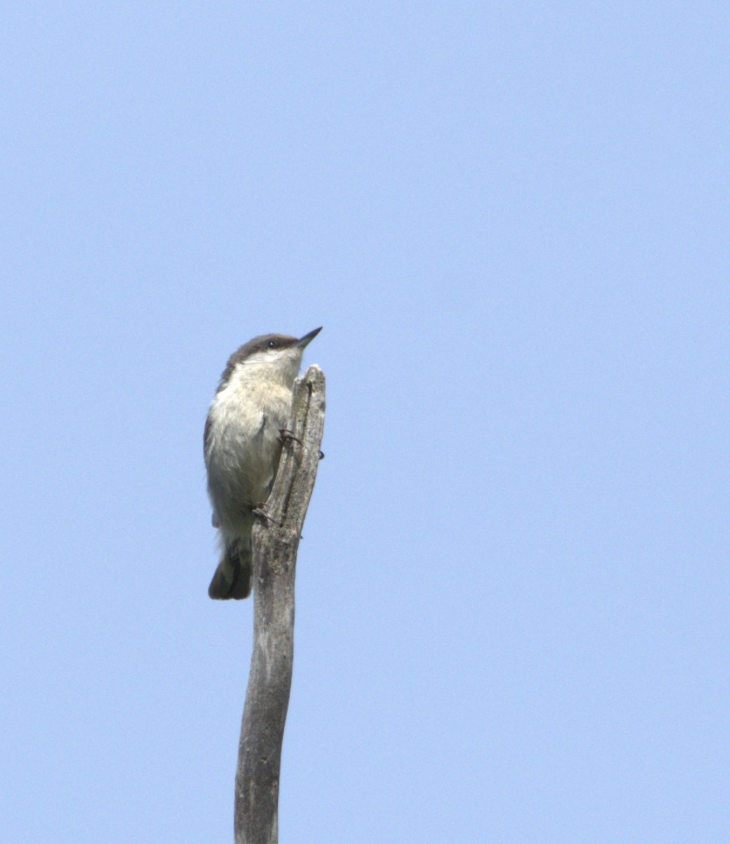 Pygmy Nuthatch - ML618384571