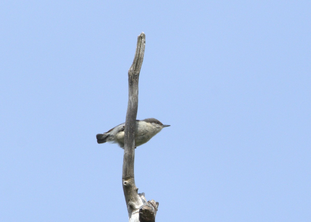 Pygmy Nuthatch - ML618384572