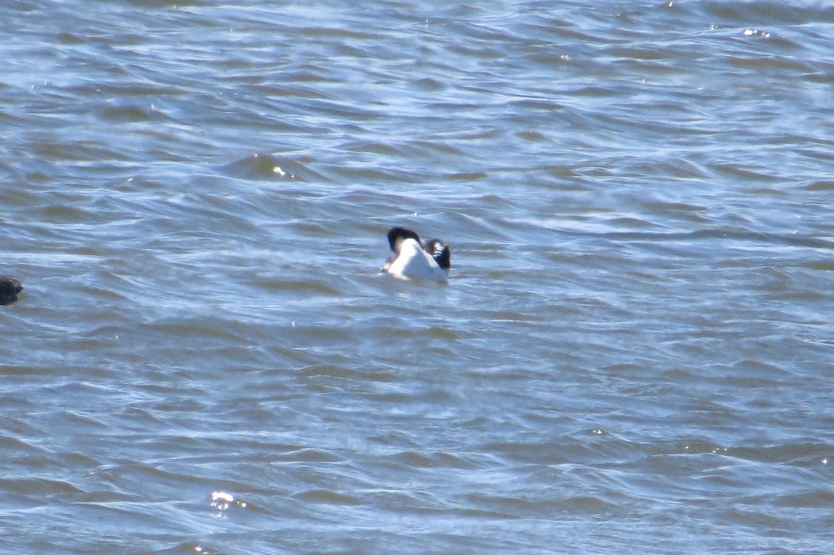 Barrow's Goldeneye - ML618384589