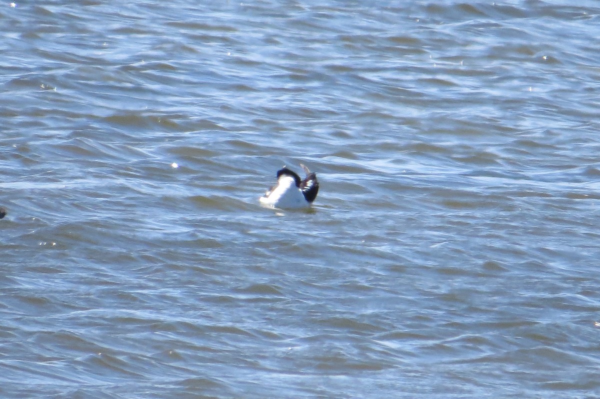 Barrow's Goldeneye - ML618384591