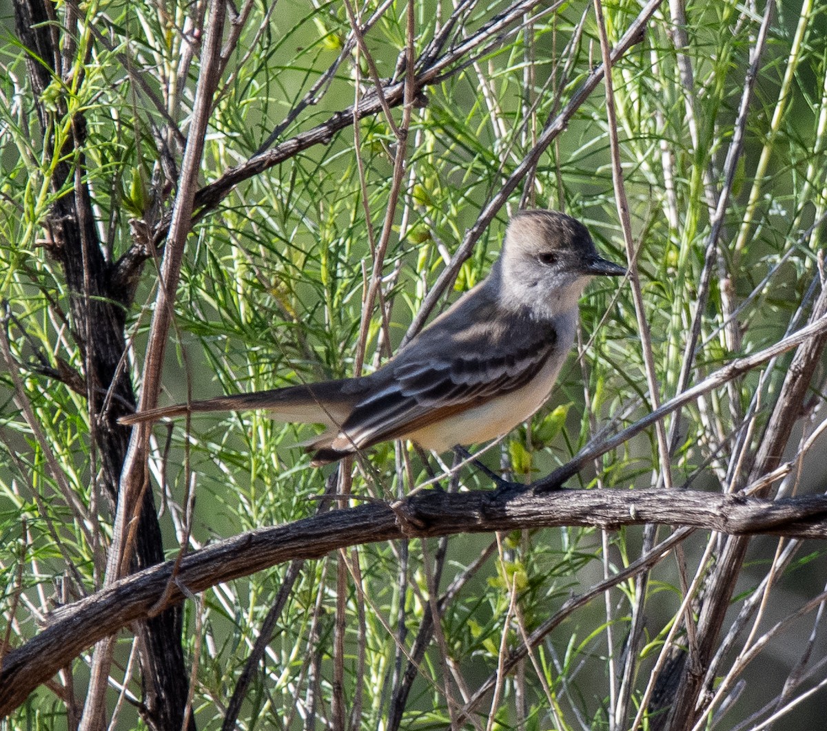 Ash-throated Flycatcher - ML618384606