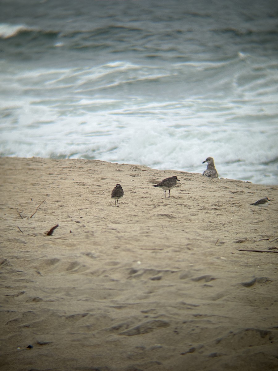 American Golden-Plover - ML618384619