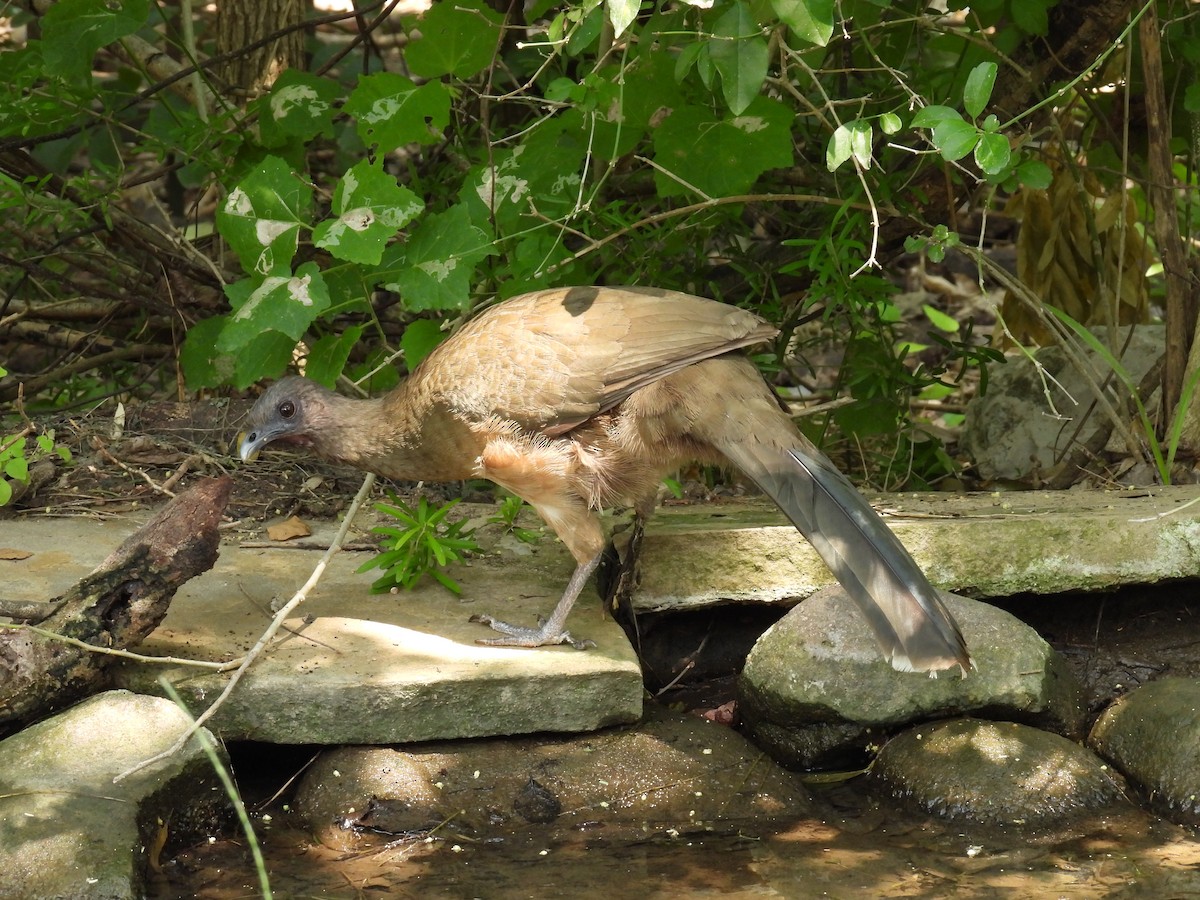 Plain Chachalaca - ML618384668