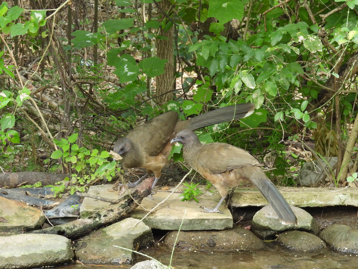 Plain Chachalaca - ML618384669