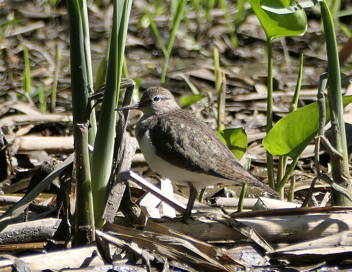 Common Sandpiper - Dmitrii Konov