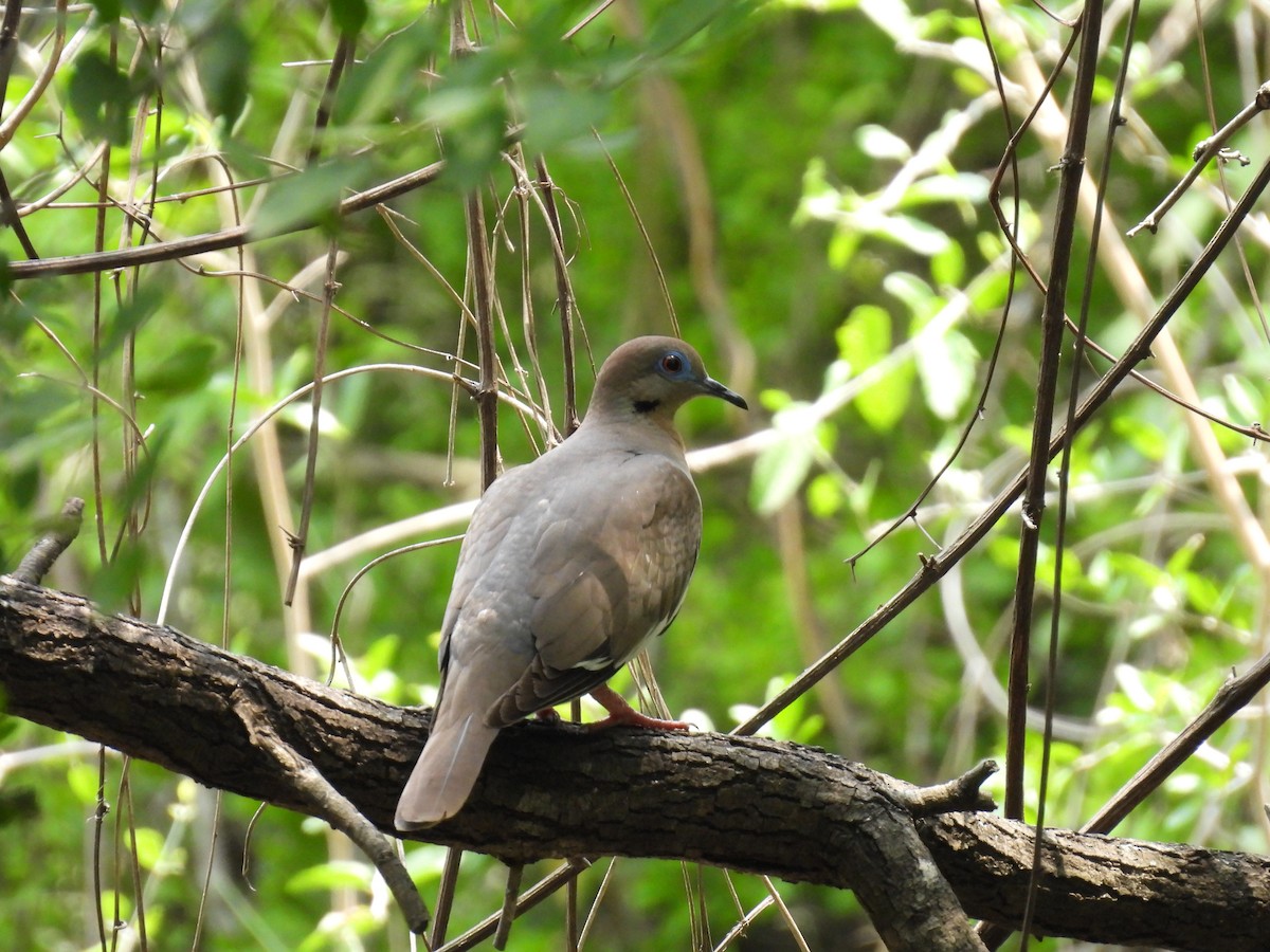 White-winged Dove - ML618384743