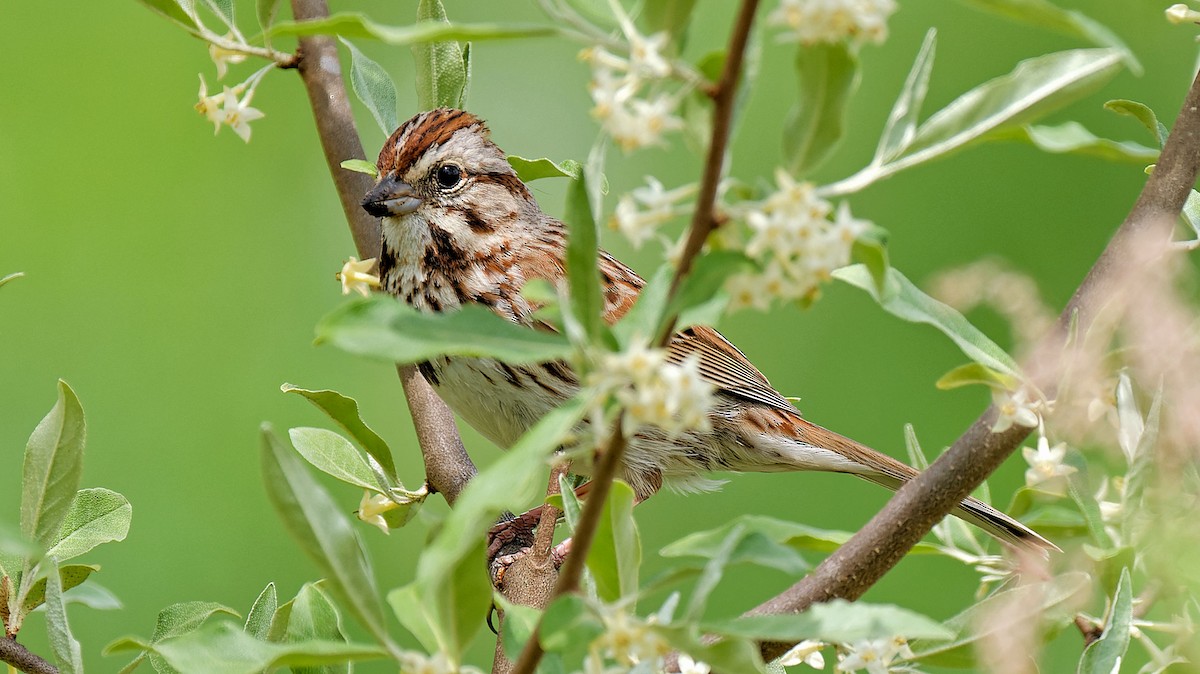 Song Sparrow - Craig Becker