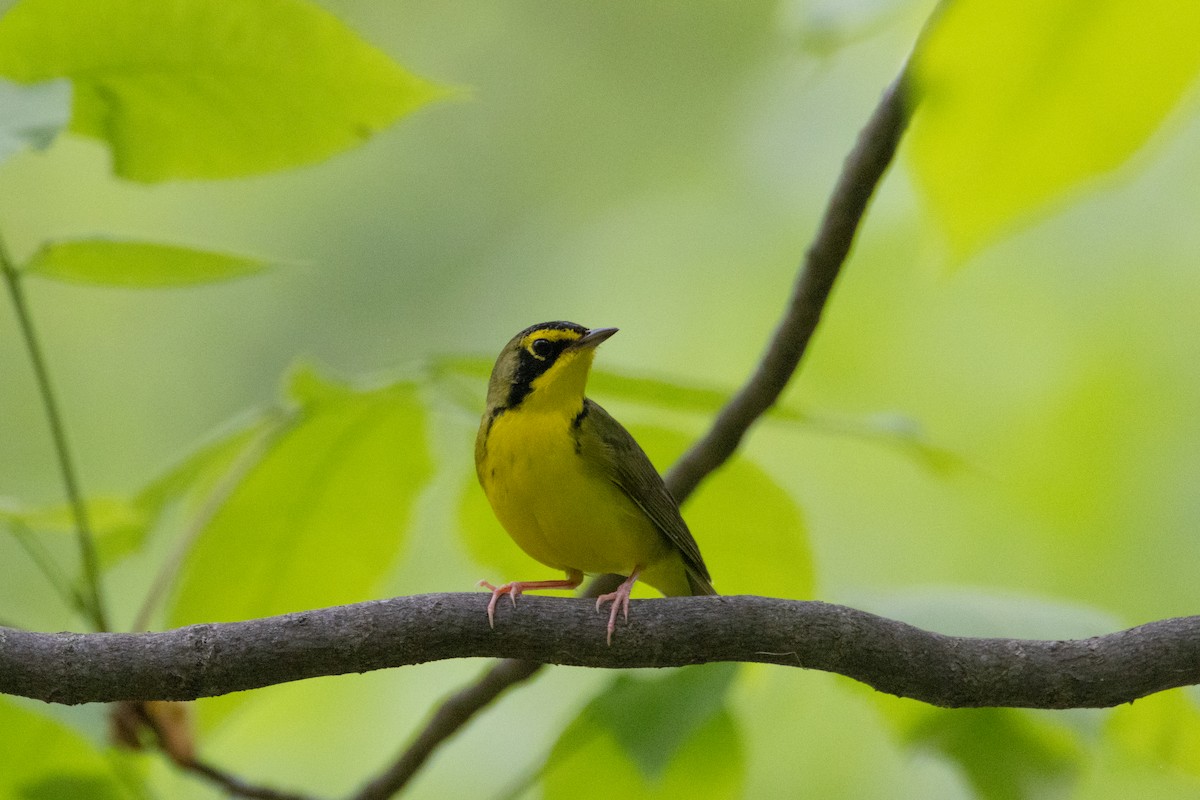 Kentucky Warbler - Janelle Donaldson